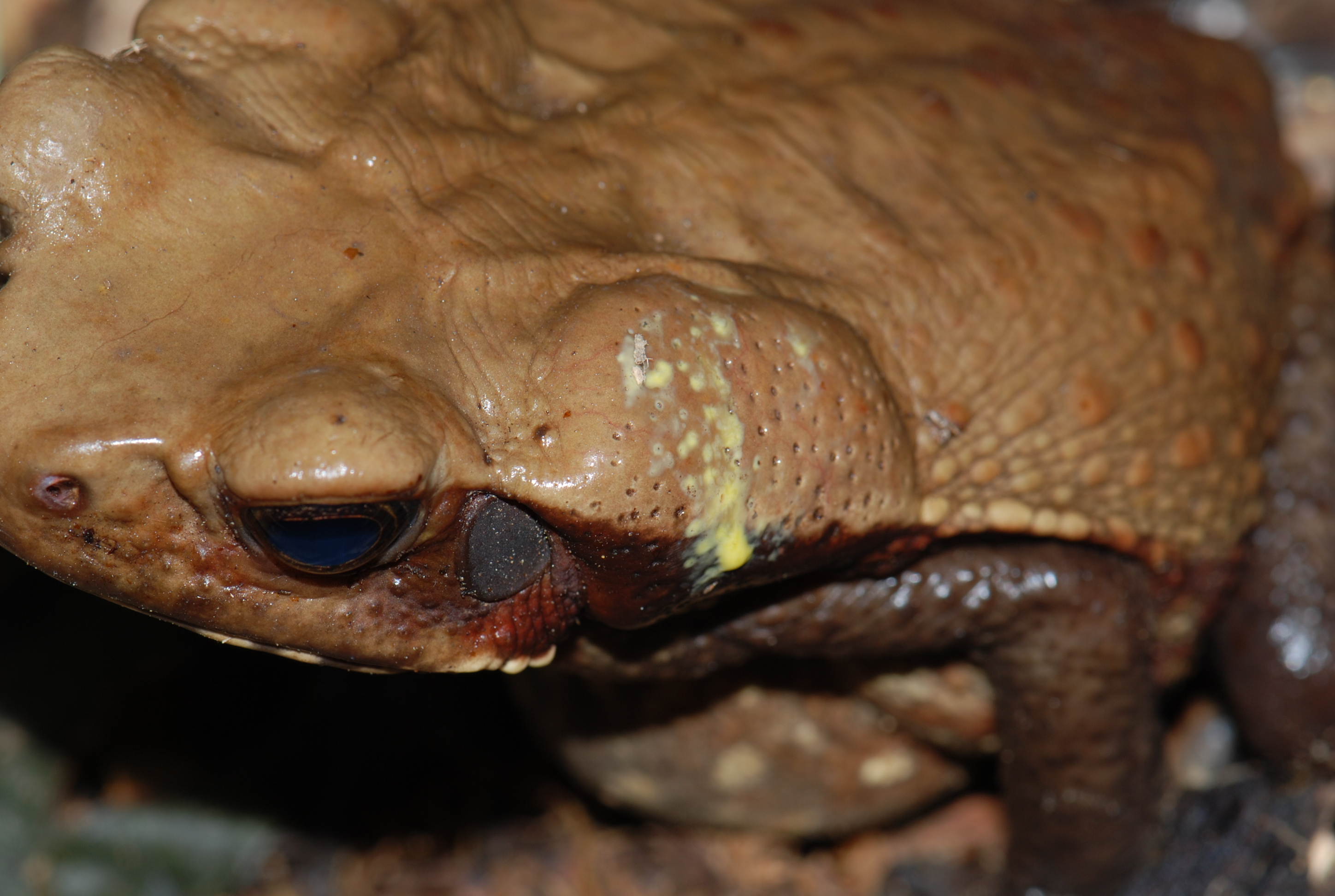 Rhaebo guttatus ppbio.inpa.gov.br/inicio